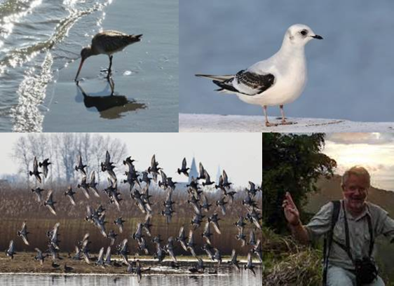 La migration des oiseaux